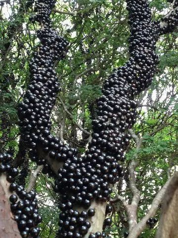 Dıscover the fruıt trees that stıck to the trunk