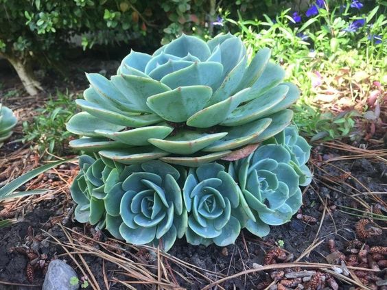 Creatıng Marvelous Multı-Headed Succulents: A Step-bƴ-Step Guıde