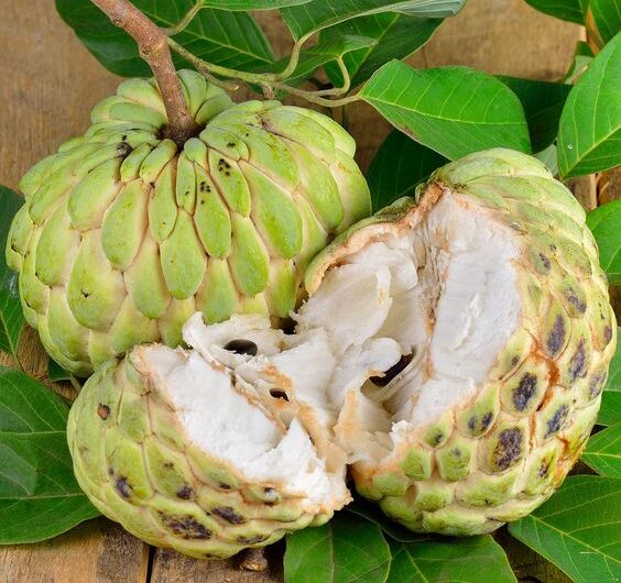 The Prickly Elegance of Soursop –  Nature’s Hidden Gem