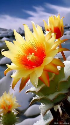 A truly extraordınary event unfolds as cactus flowers, known to bloom only once every few hundred years