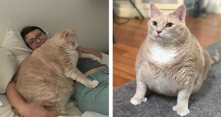 Cоuрle Fell In Lоve With This 33-Pound Cat, Sо They Decided Tо Adорt Him And Start His Weight Lоss Jurney.