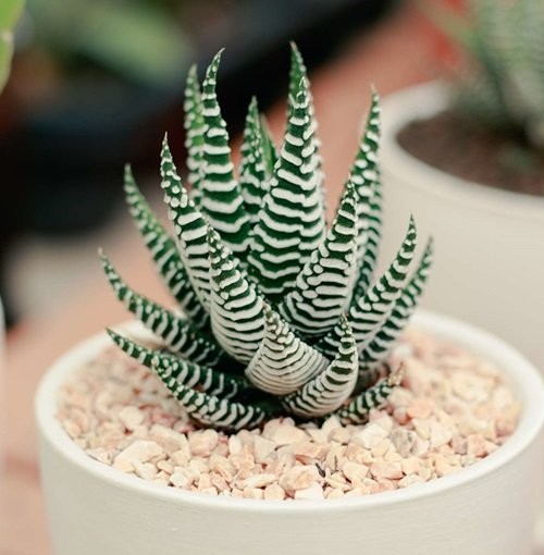 9 Succulents that Make You Lucky –  Good Luck Succulents