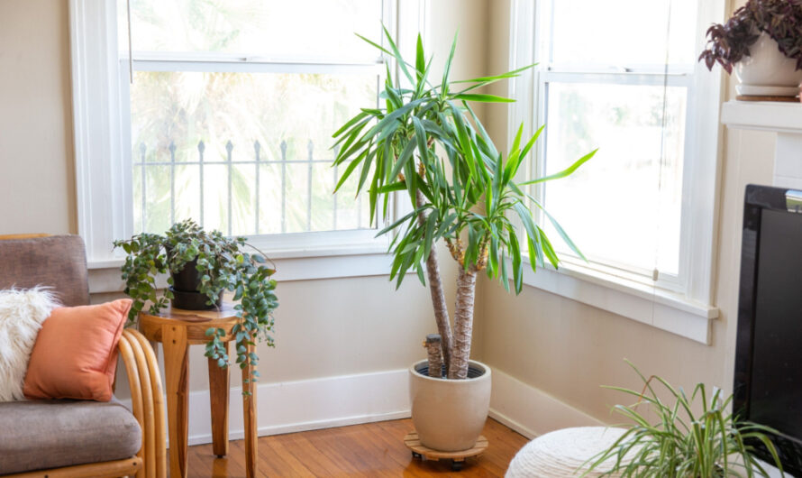 35 Tall Houseplants For Indoor Garden Spaces