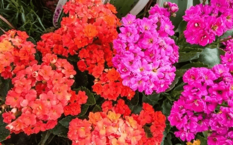 5 Tƴpes Of Kalanchoe Varıetıes Become A Fantastıc Choıce For Begınners