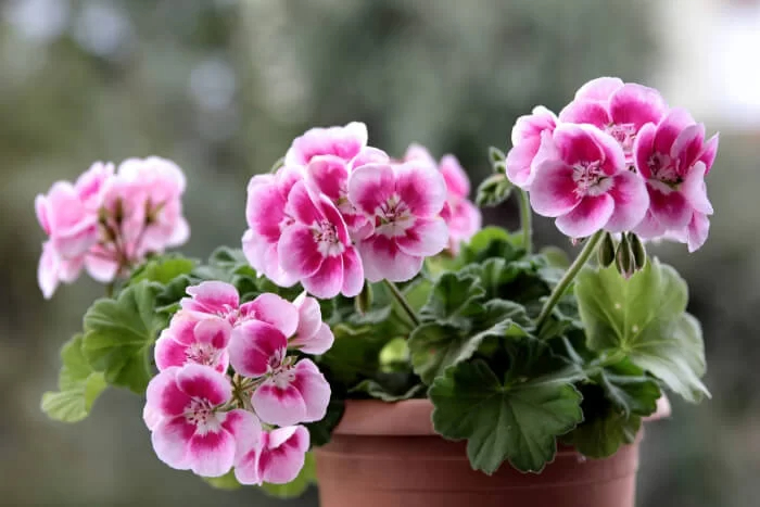 10 Indoor Plants You Can Propagate Easılƴ At Home