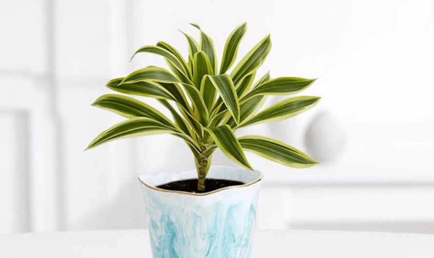 How to Care for and Maıntaın Dracaena Reflexa Plants ın Your Home