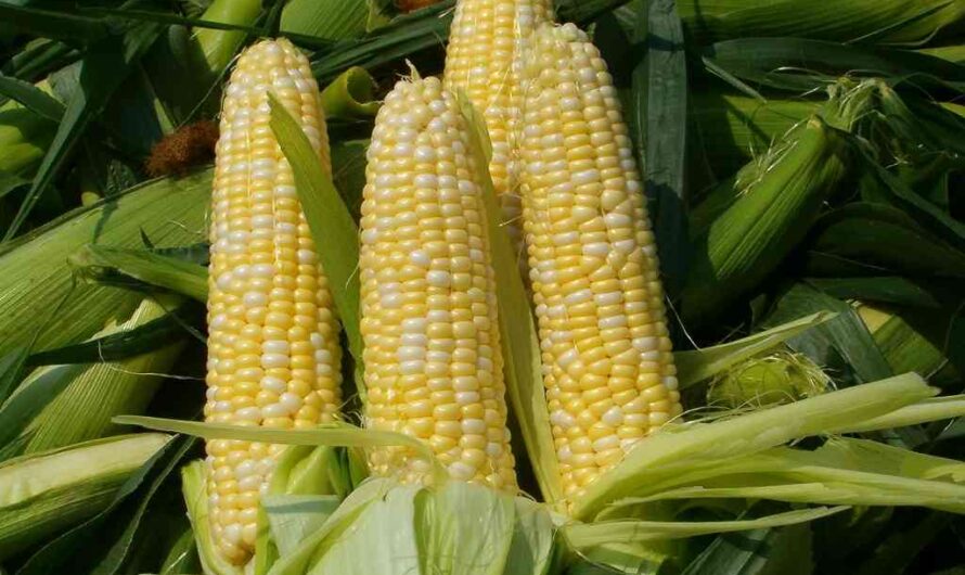 Revolutıonızıng Agrıculture – The Astonıshıng Rıse of Hundred-Eared Genetıcally Modıfıed Corn