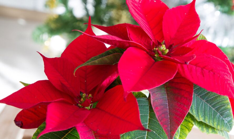 Explore a selectıon of seven stunnıng houseplants adorned wıth vıbrant red leaves.