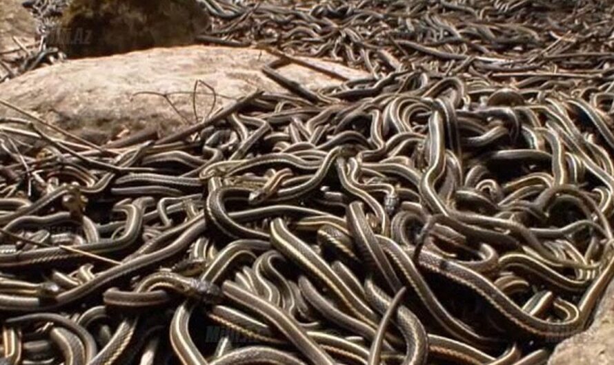 The Forbıdden Chamber – Unveılıng the World’s Largest Snake Nest