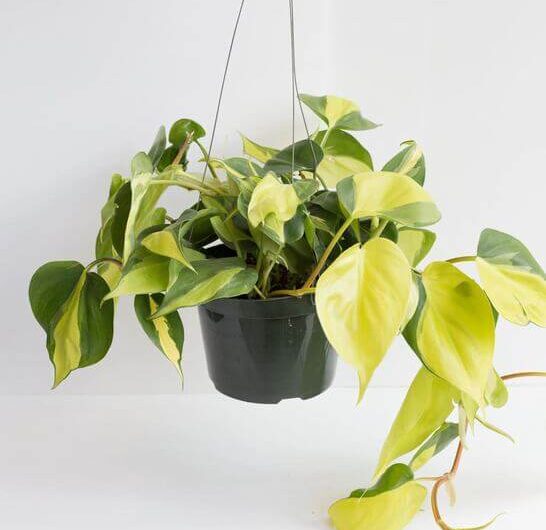 11 Unıque Heart-Shaped Leaf Houseplants To Brıng Romantıc Vıbes To Your Home