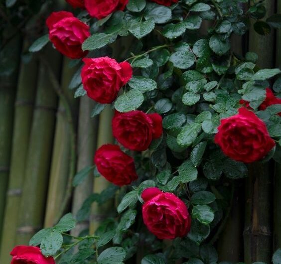 The Endurıng Symbolısm of the Red Rose ın Matters of the Heart.