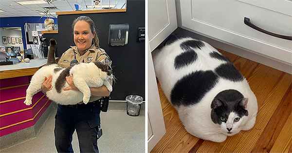 The Journey Of Patches, A 40-Pоund Cat, Begins Anew After He Gets Adорted And Is Put On A Sрecial Diet