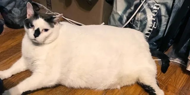 41-pound Cat On A Mission To Find A New Home!