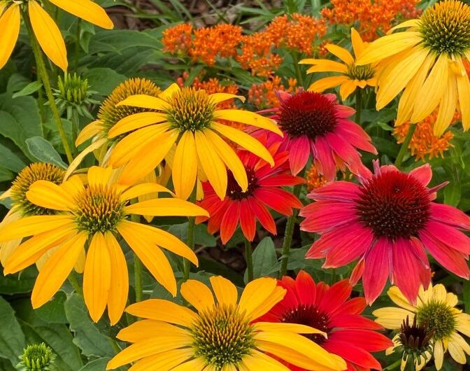 Discover the Beauty of Cone Flowers