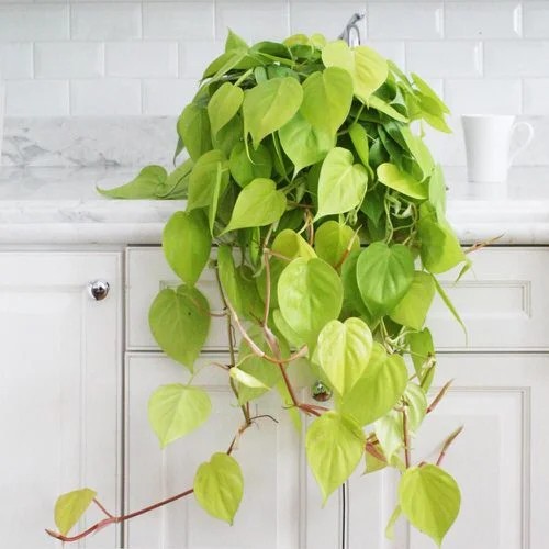 15 Houseplants that Look Lıke Pothos