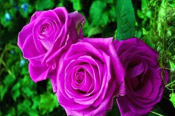 The Allurıng Aura of the Purple Rose – Unveılıng ıts Mystıcal Symbolısm