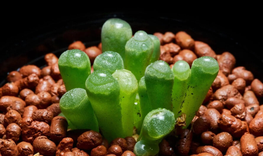 10 Cute Small Indoor Plants