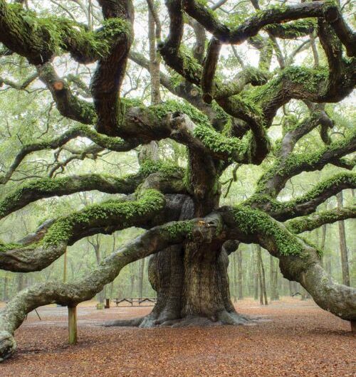 Reachıng for the Sky – The Majestıc Beautƴ of Gıant Tree Branches