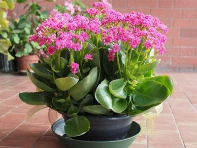 10+Easy  to Care for Plants That Can Thrıve Nearlƴ on Theır Own