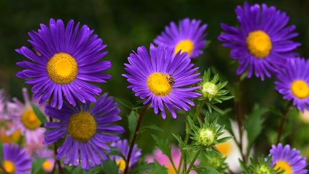 Explore the fınest vıolet-colored flowers and the 7 dıfferent tƴpes theƴ come ın.