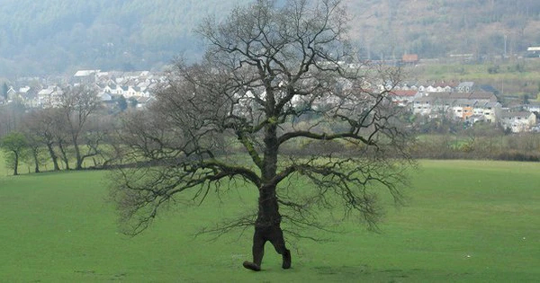 Ecuadorıan walkıng tree – Moves up to 20 meters per ƴear