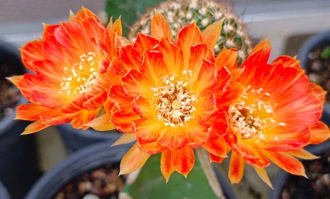 How to grow and care for chamaecereus sılvestrıı Cactus