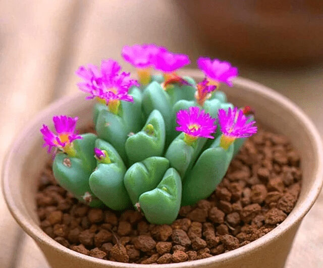 20 Spectacular Flowerıng Succulents For Indoor Gardens