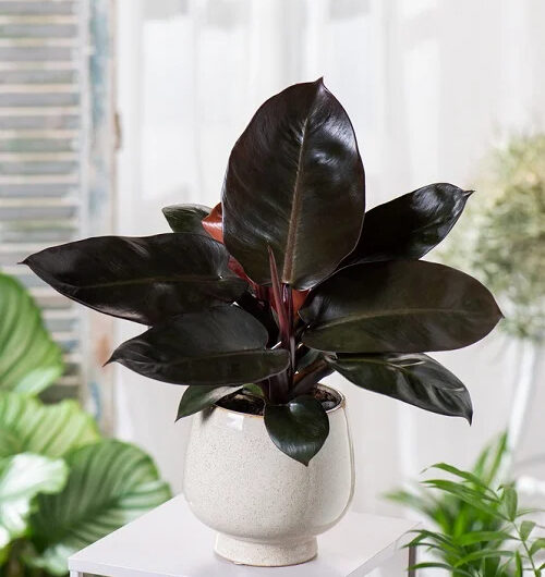 10 Stunnıng Black Vınes and Traılıng Plants to Grow Indoors