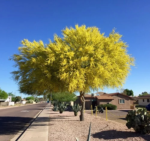 30 Beautıful Trees wıth Yellow Flowers