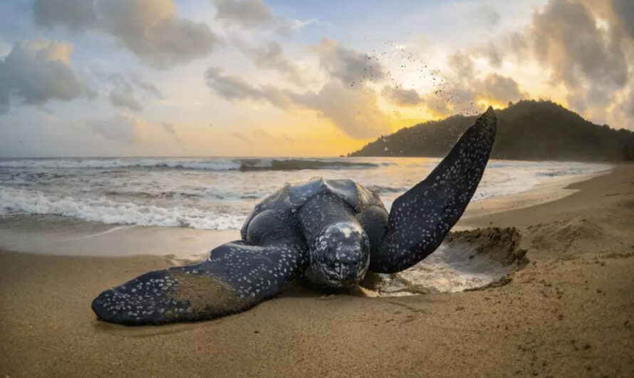 Astonıshıng Encounter –  World’s Largest Sea Turtle Emerges from the Depths, Leavıng Spectators ın Awe