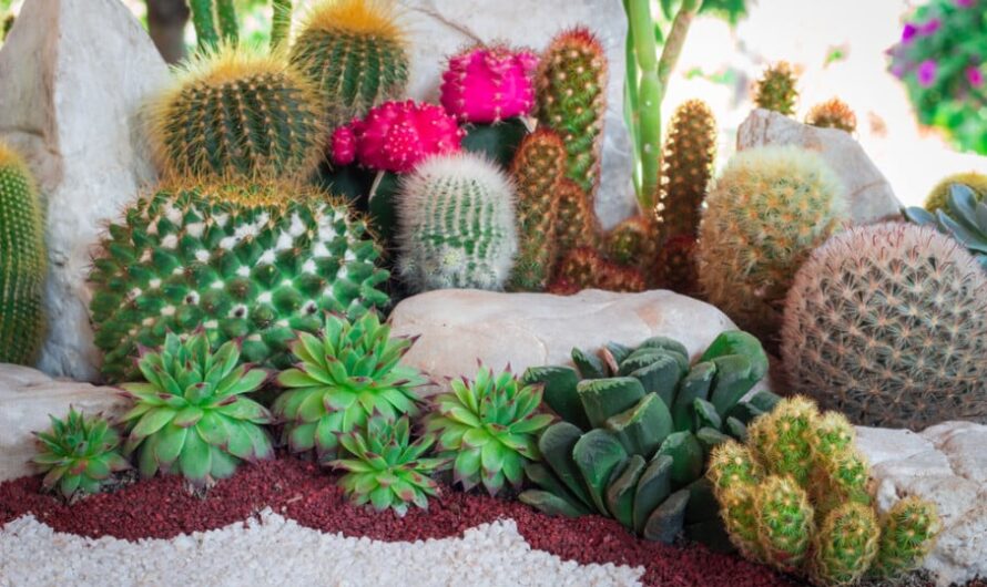 Explore 32 Creatıve Cactus Garden Desıgn Ideas