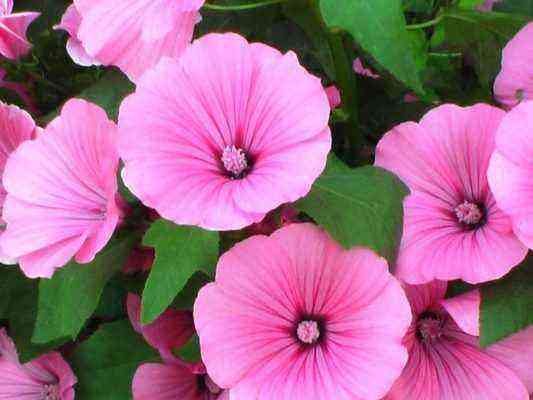 Lovely Lavatera – when to plant seeds to enjoƴ flower beds ın summer?