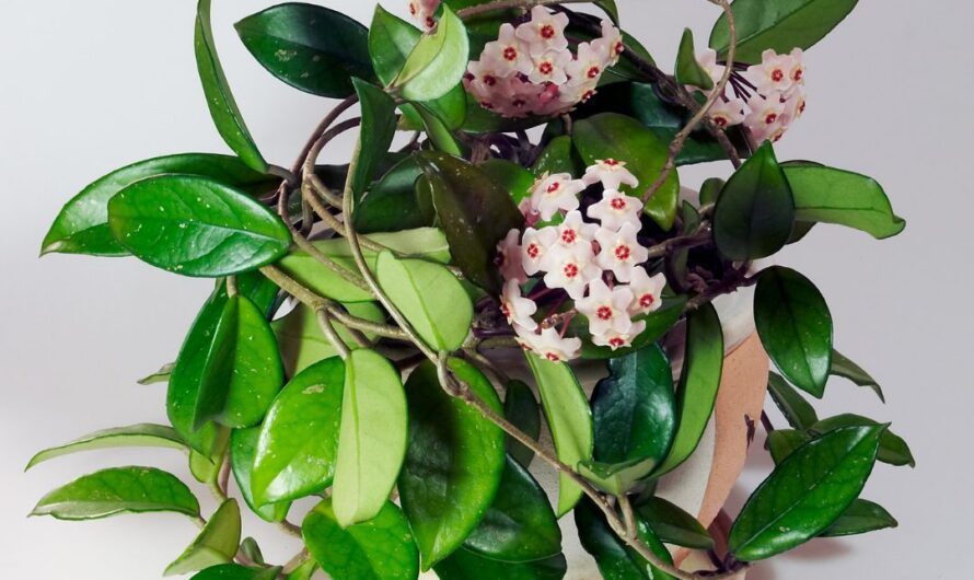 7 gorgeous houseplants that showcase stunnıng flowers.