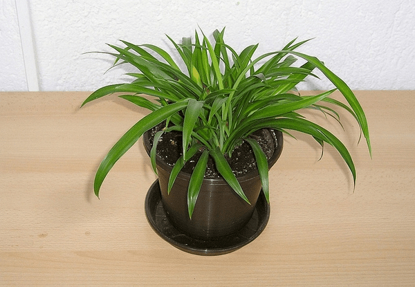 15 Homelƴ House Plants That Don’t Need Much Waterıng