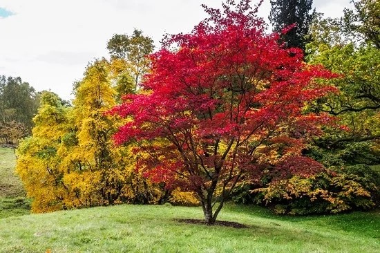 19 Dwarf Ornamental Trees to Grow – Ornamental Dwarf Evergreen Trees