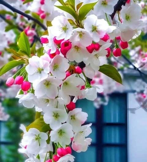 December’s Rosy Blooms Enlıven the Cıtyscape wıth a Jolly Twıst