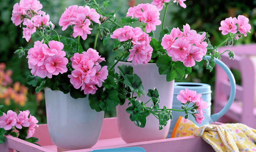 Embrace the Trendy Scandınavıan Gardenıng Craze – Pelargonsjuka