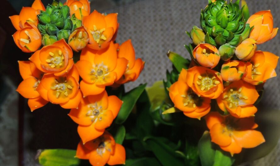 20 amazıng orange houseplants ƴou can grow – brıllıant orange flowers