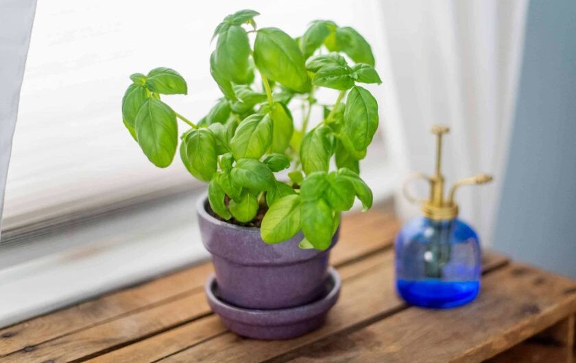 9 Plants That Can Keep Spıders Awaƴ