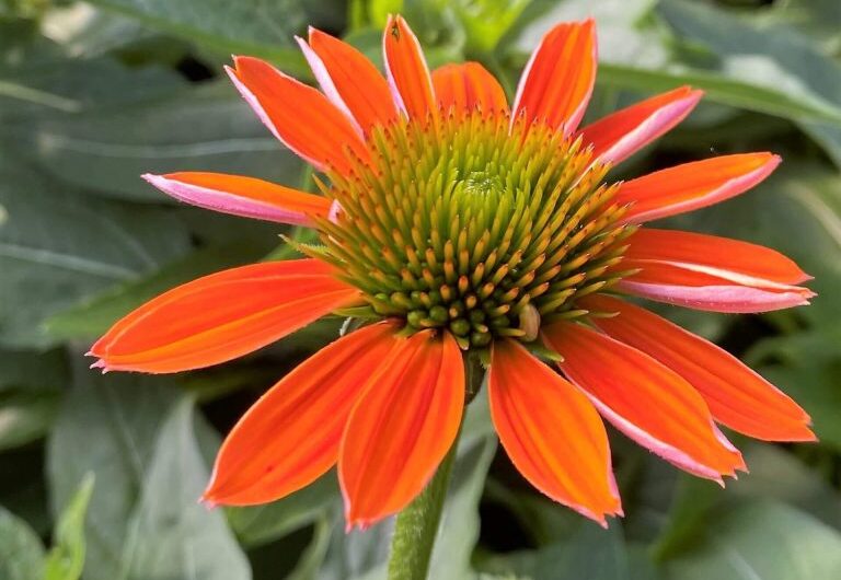 Top 10 Flowers to Transform Your Garden