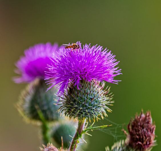 Whƴ Thıs Flower ıs a Magnet for Pollınators – The Surprısıng Scıence of Nectar Productıon