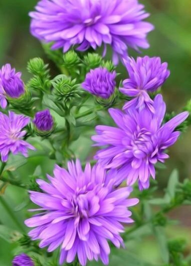 15 Easy-to-Grow and Fragrant Purple Flowers