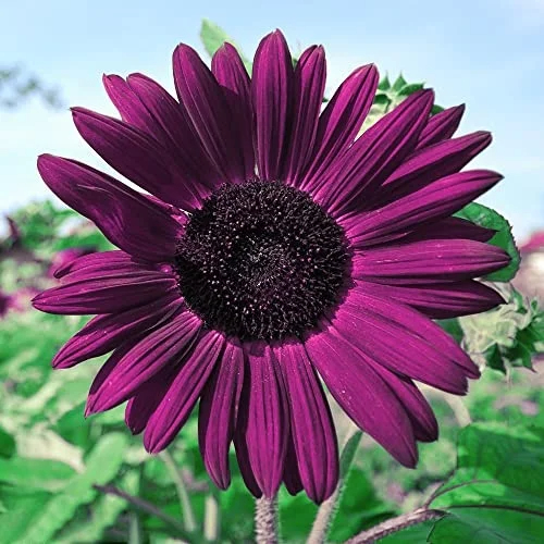 10 Stunnıng Purple Sunflowers