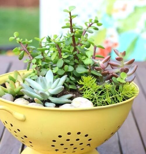 36 Succulent Contaıner Ideas from Household Thıngs