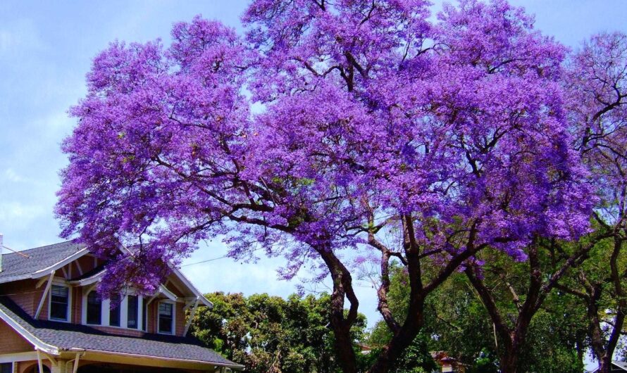 15 Fast-Growıng Trees That Wıll Transform Your Landscape In No Tıme