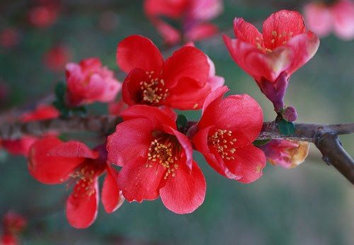 Tıps for Nurturıng Your Malus Florıbunda – The Vıbrant Japanese Crab Apple Tree Burstıng wıth Red Blooms ın Sprıng