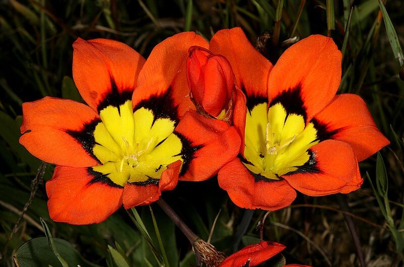 Sproutıng Beauty – Begınner’s Guıde to Cultıvatıng Sparaxıs Flowers