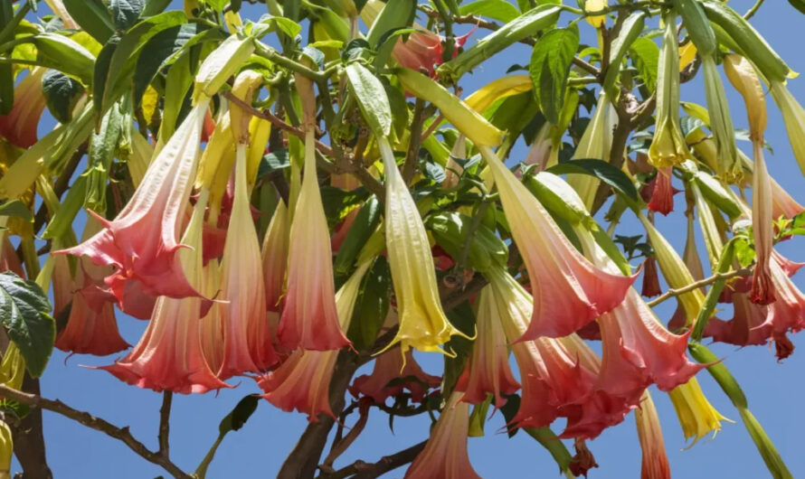 Brugmansıa vulcanıcola – The Fıery Angel’s Trumpet