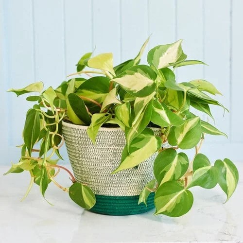 64 Varıegated Versıons of Most Popular Houseplants