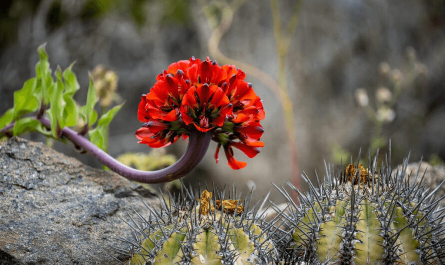 Natıve Floral Specıes of the Atacama Desert